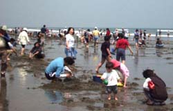 遊食の街 茨城 鉾田市 大竹海岸のはまぐり祭り 潮干狩り 個人から団体まで潮干狩り体験